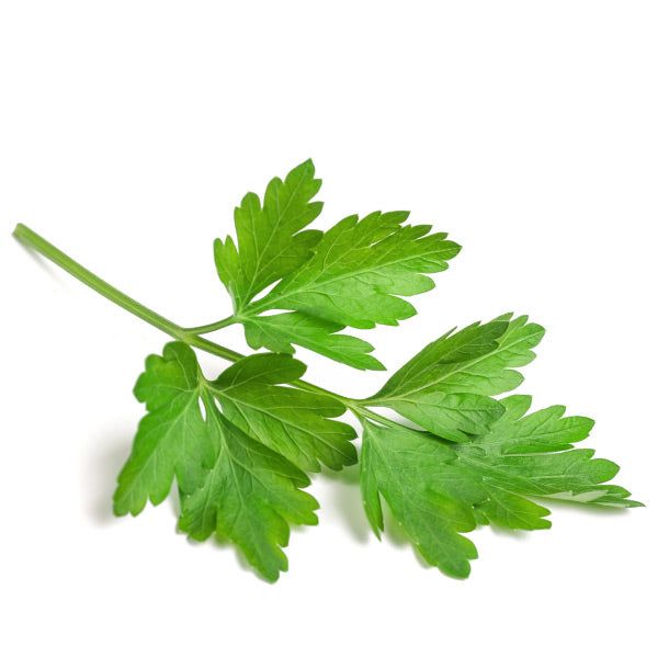 Coriander - Dhaniya