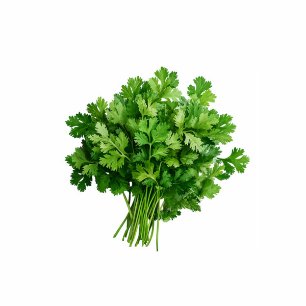 Coriander - Dhaniya